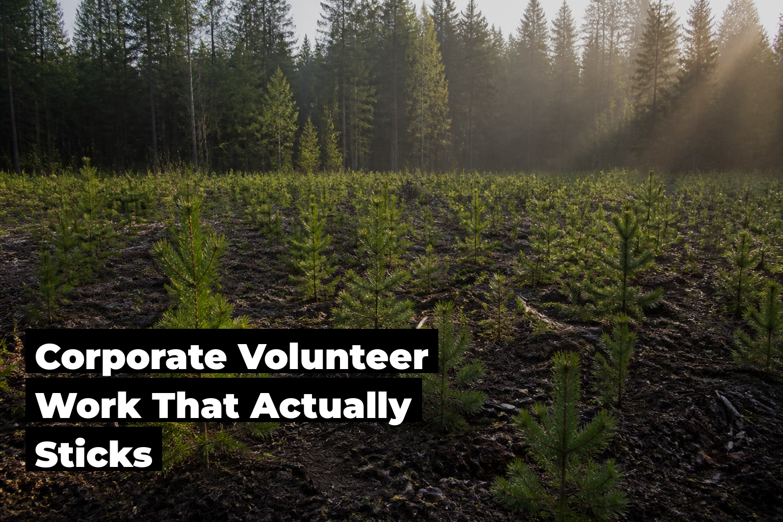 Corporate volunteer work, forest scene by ForestNation